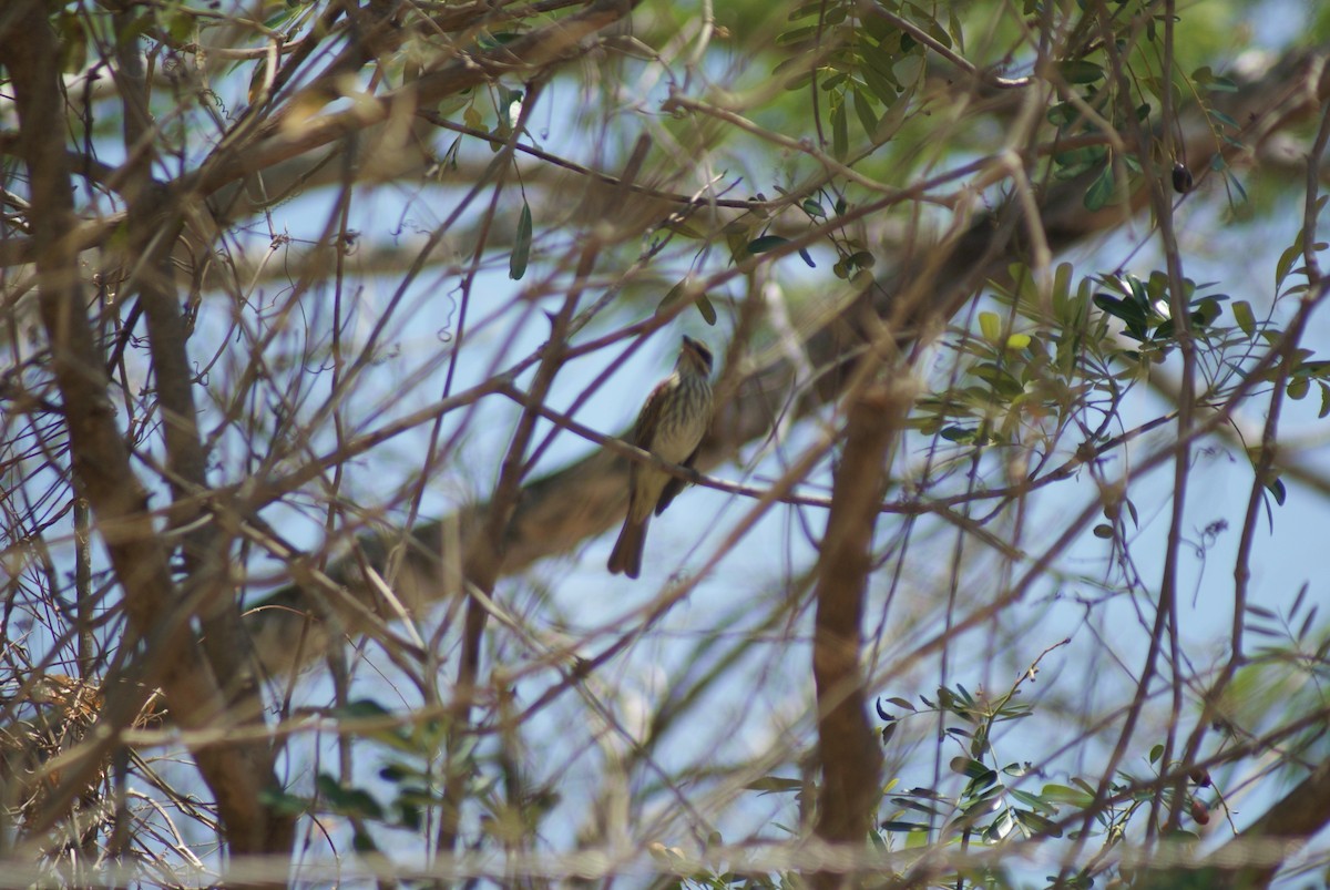 Streaked Flycatcher - ML42060501