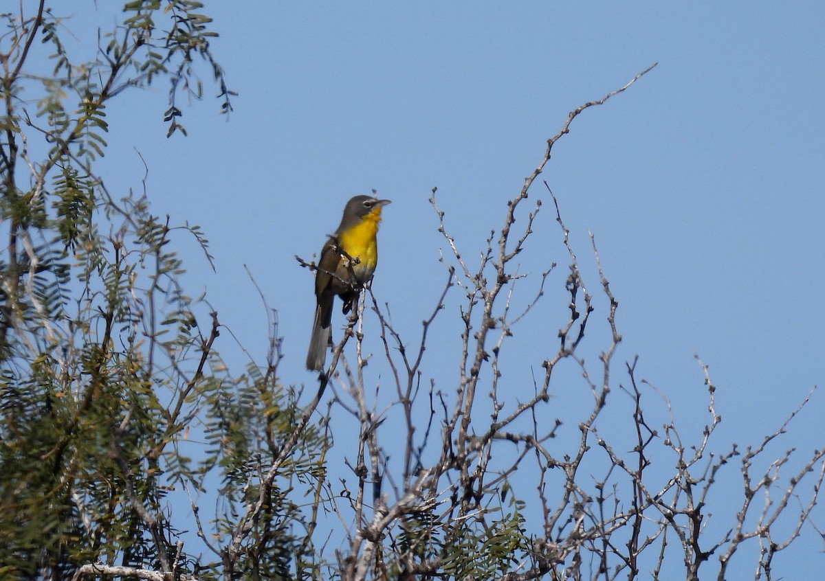 Yellow-breasted Chat - Mary Tannehill