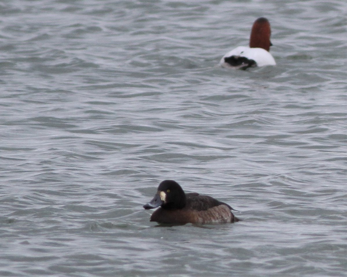 Greater Scaup - ML420605811