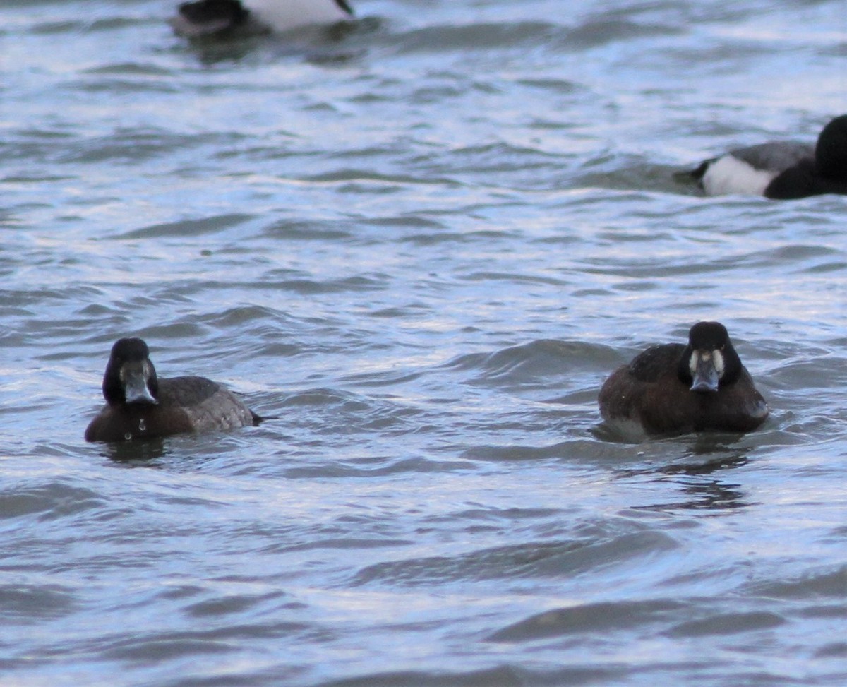 Greater Scaup - ML420605821
