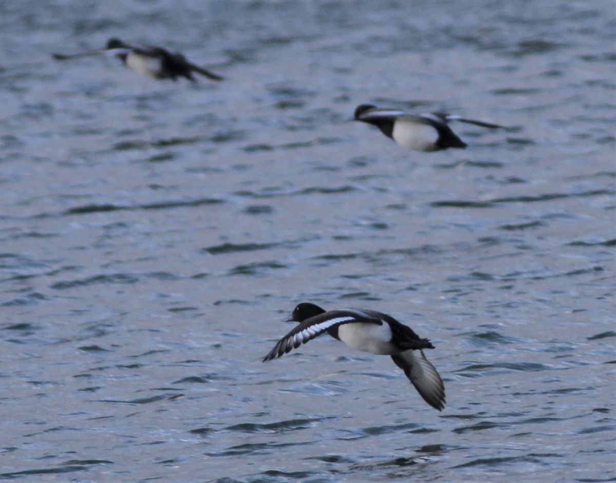 Greater Scaup - ML420605831