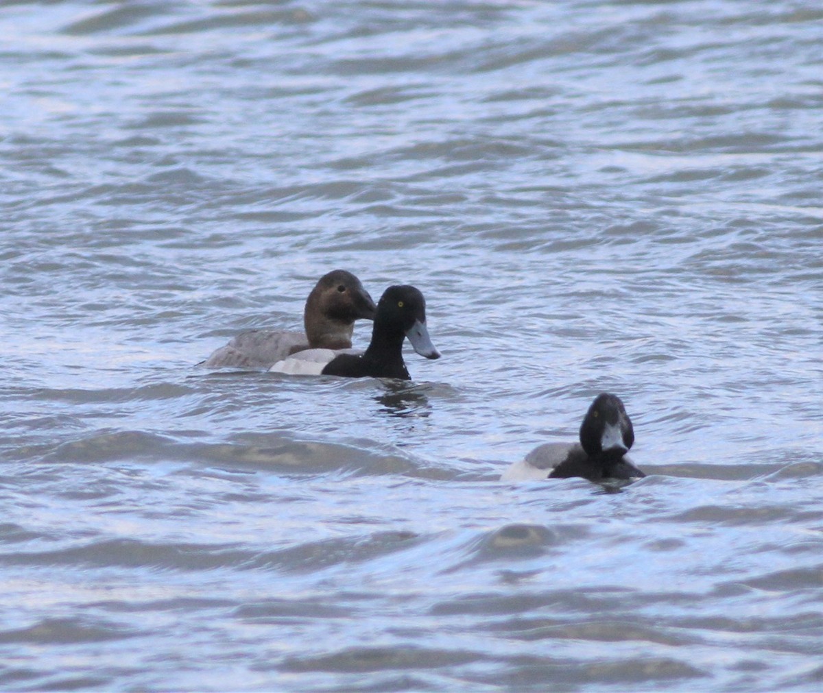 Greater Scaup - ML420605841