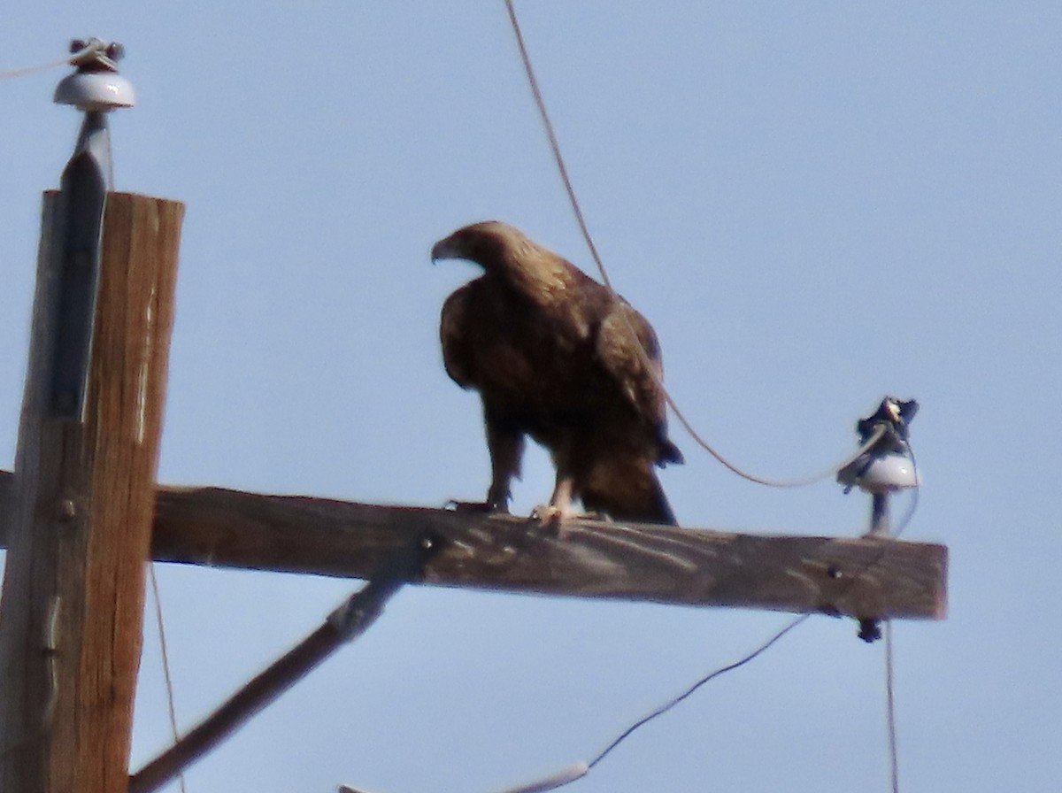 Golden Eagle - Meg Reck