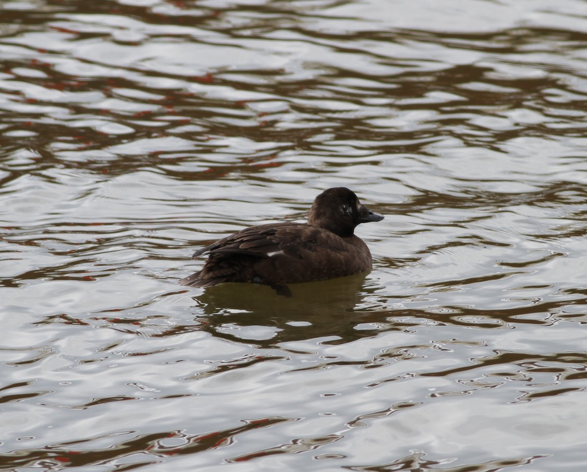 White-winged Scoter - David Wheeler