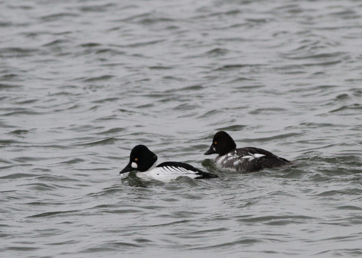 Common Goldeneye - ML420606231