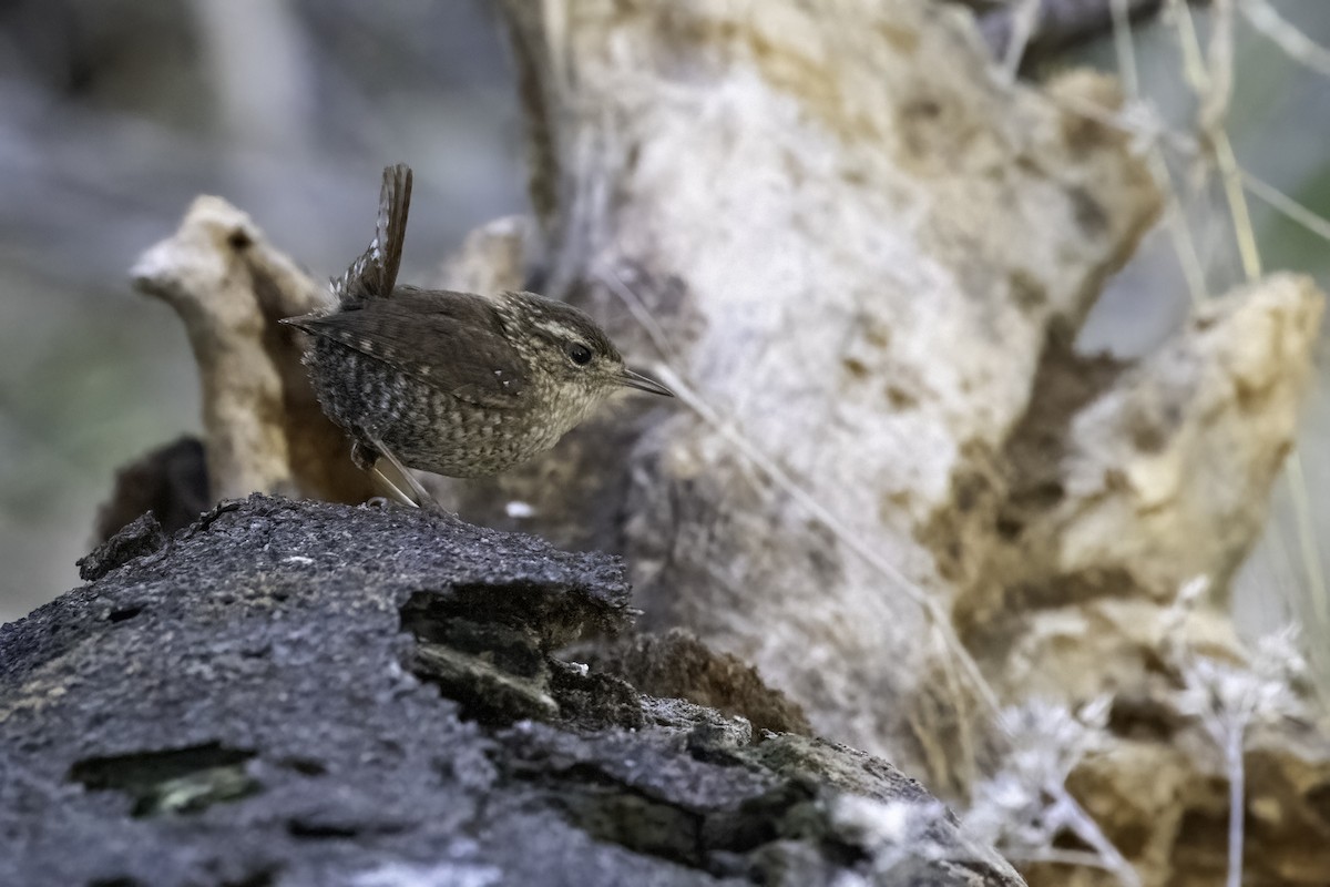 Winter Wren - ML420607291