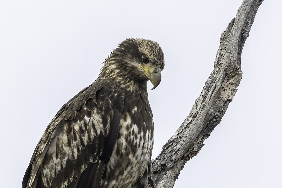 Bald Eagle - ML420608271