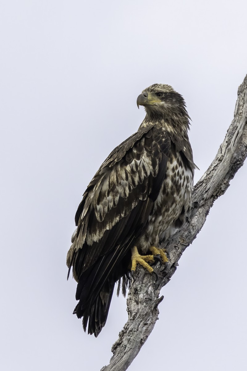 Bald Eagle - ML420608331