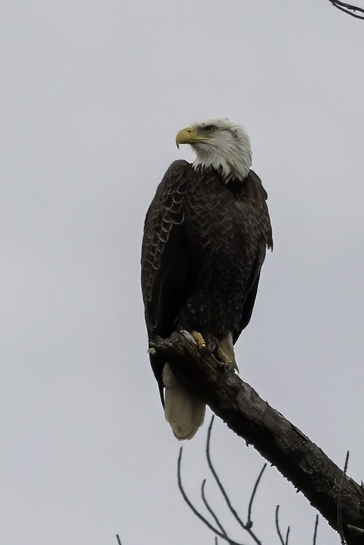 Bald Eagle - ML420608441