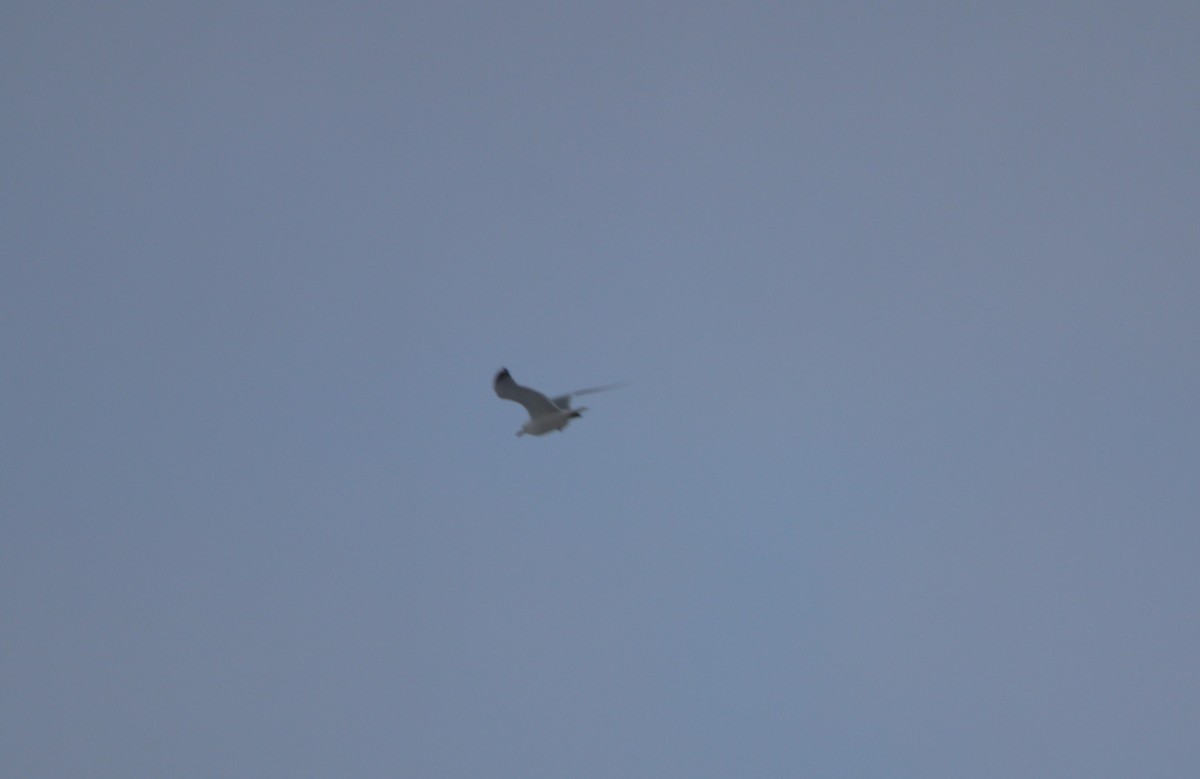 Ring-billed Gull - ML420608491