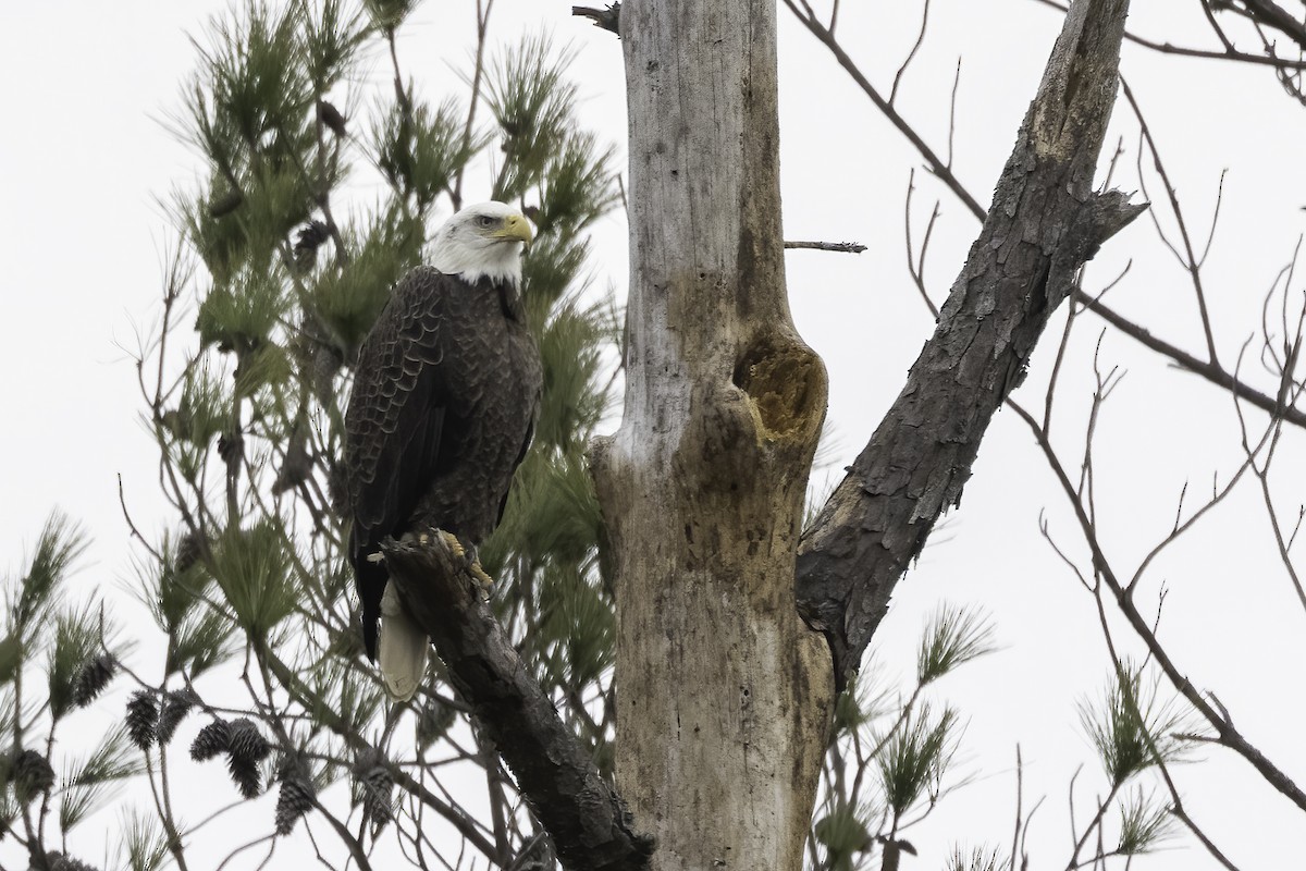 Bald Eagle - ML420608531