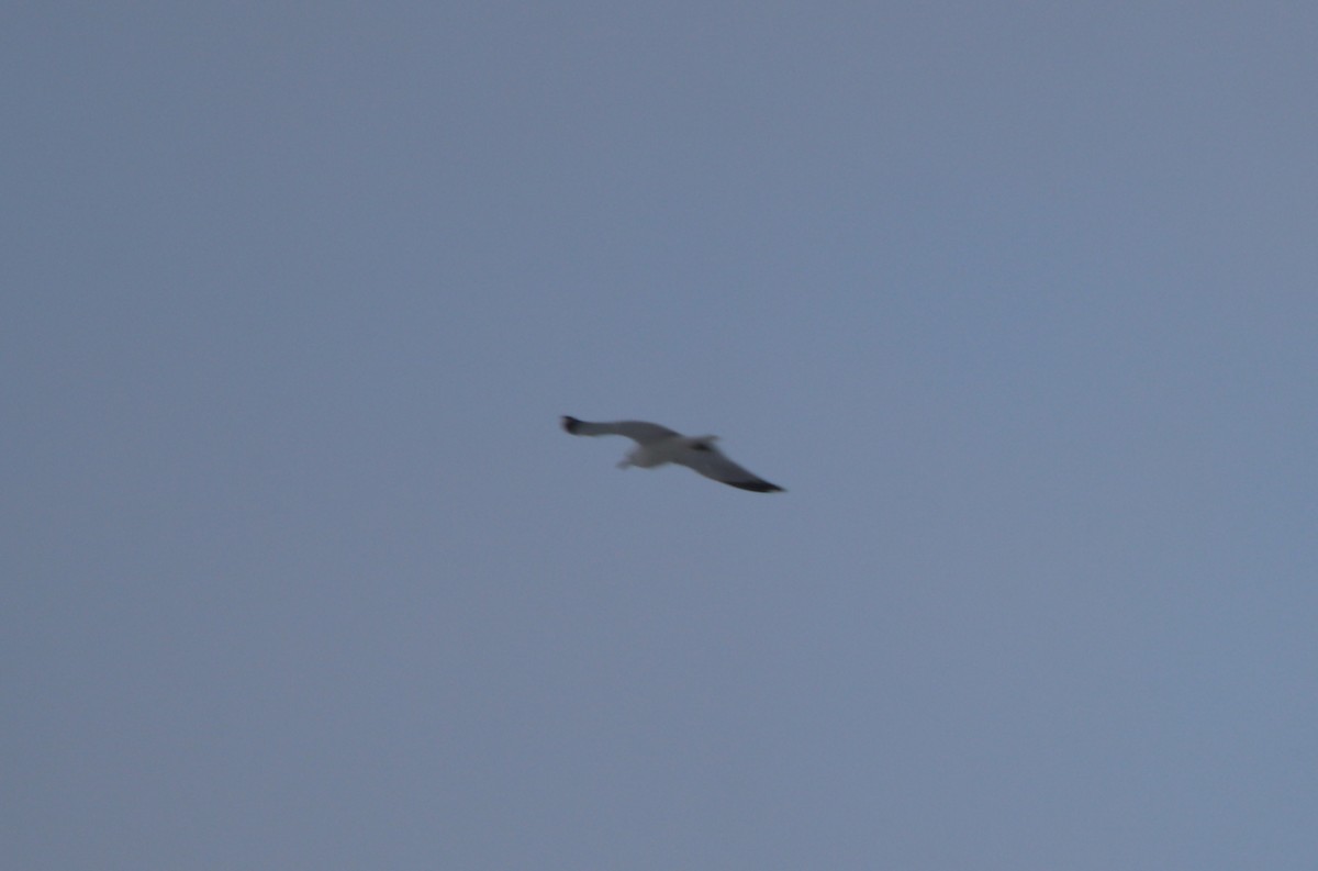 Ring-billed Gull - ML420608561