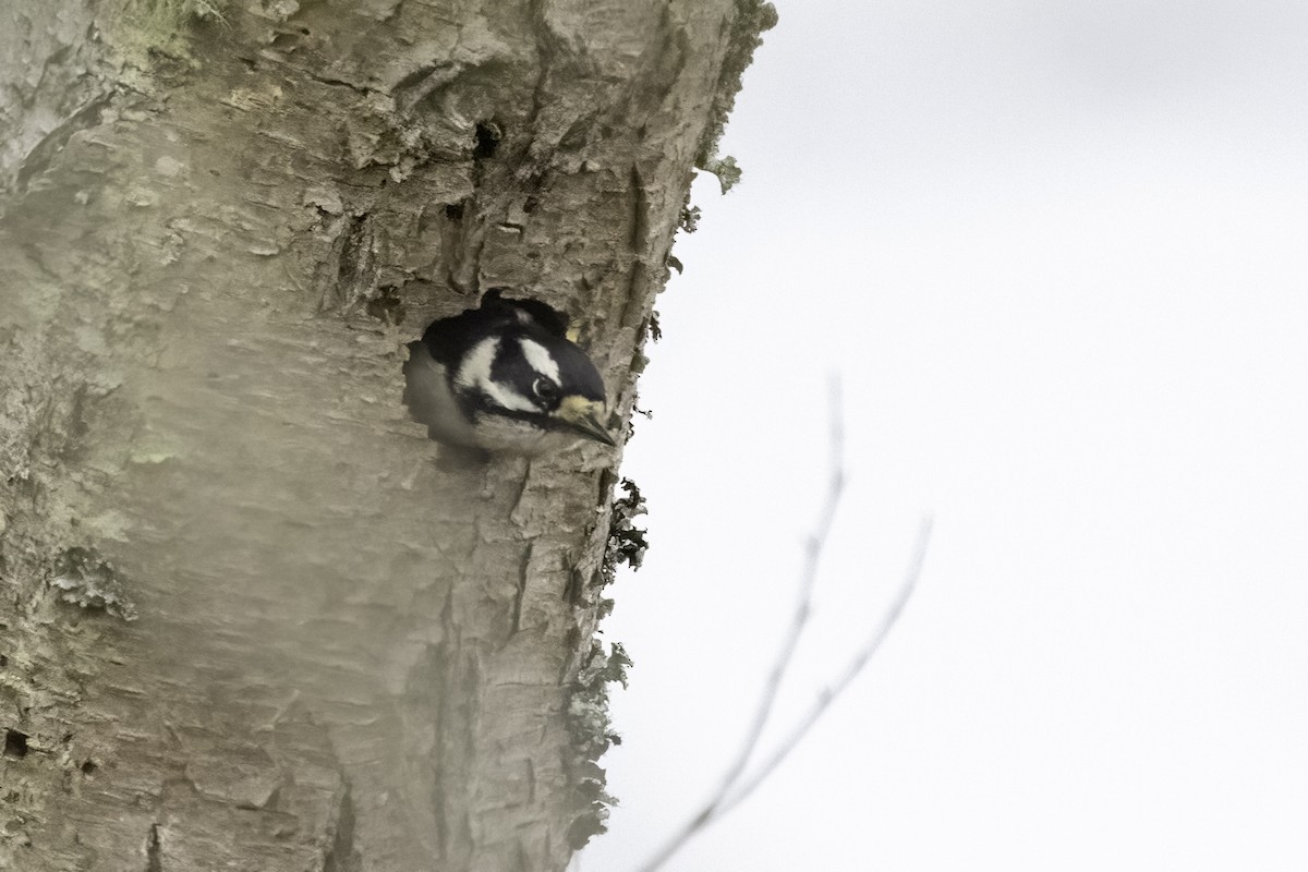 Downy Woodpecker - ML420608881