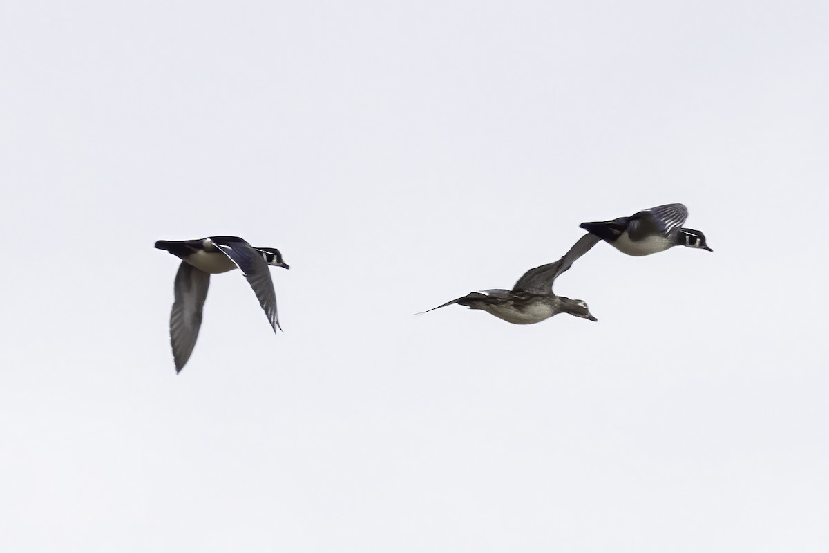 Wood Duck - ML420608991