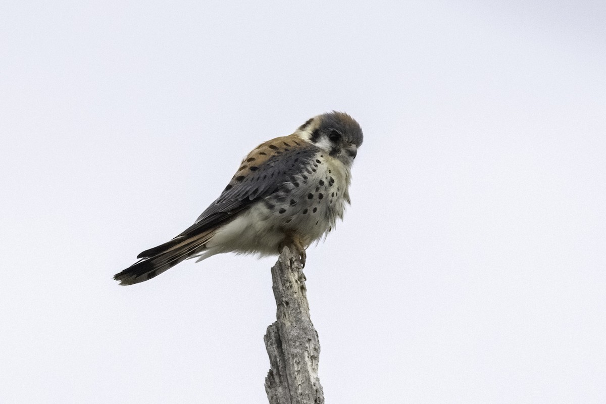 American Kestrel - ML420609411