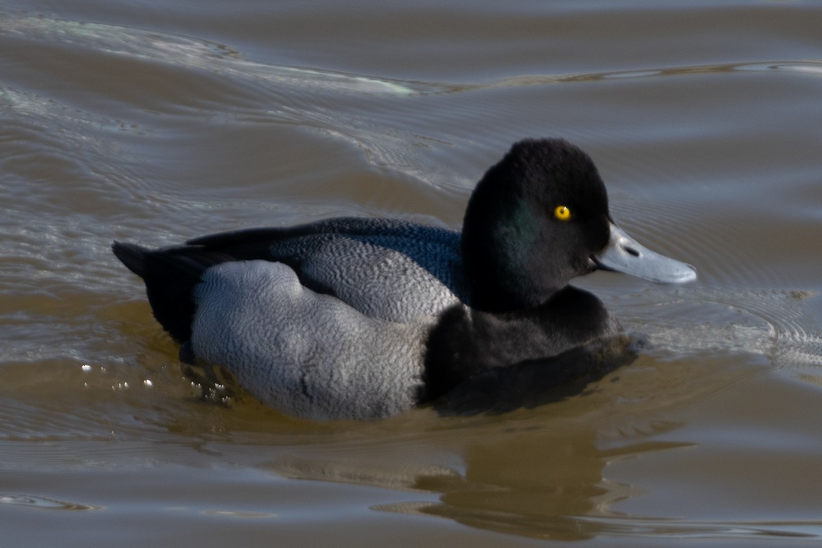 Lesser Scaup - ML420609991