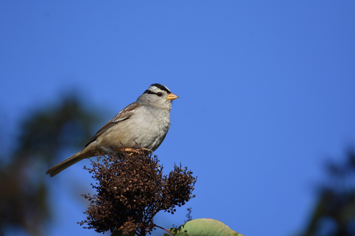 Bruant à couronne blanche (gambelii) - ML420610091