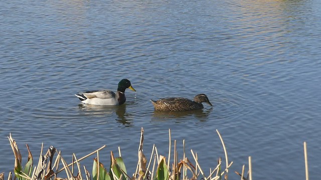 Mallard (Domestic type) - ML420611151