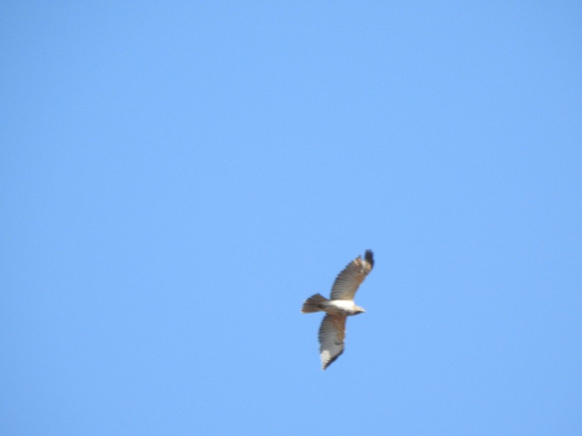 Red-tailed Hawk - ML420611231