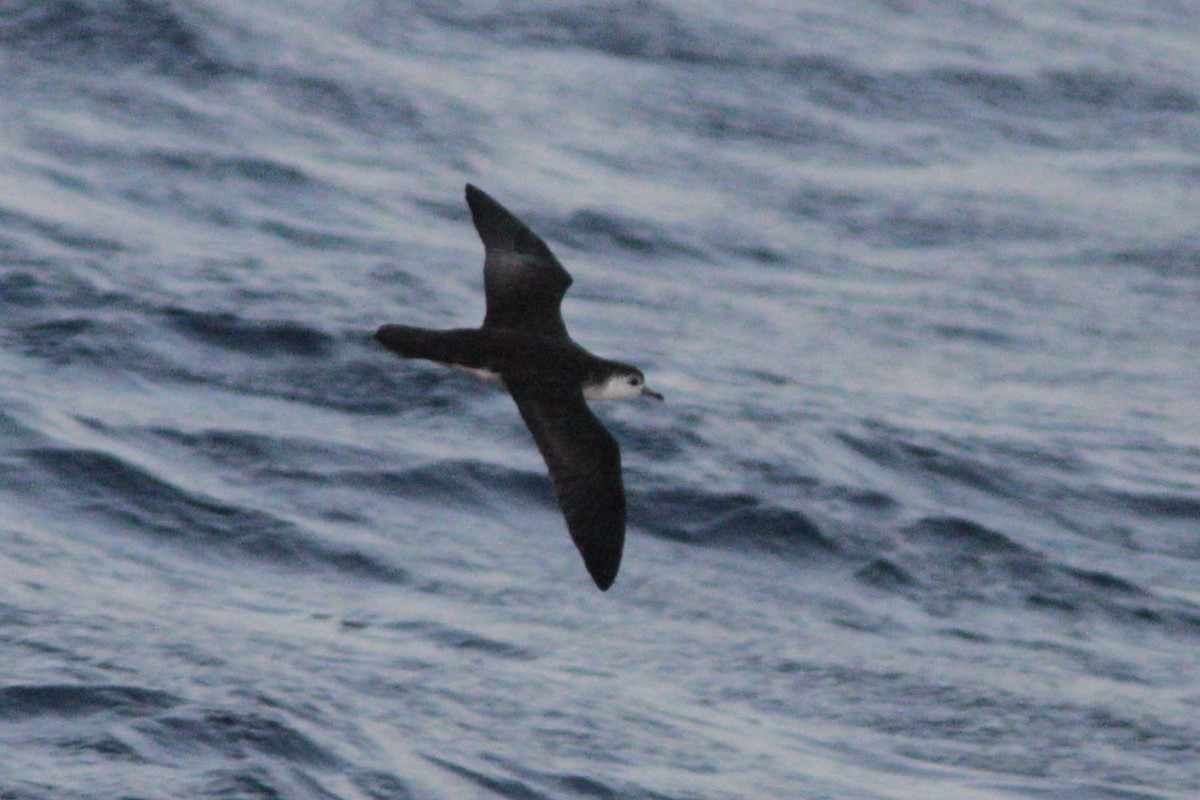 Barolo Shearwater - ML42061271