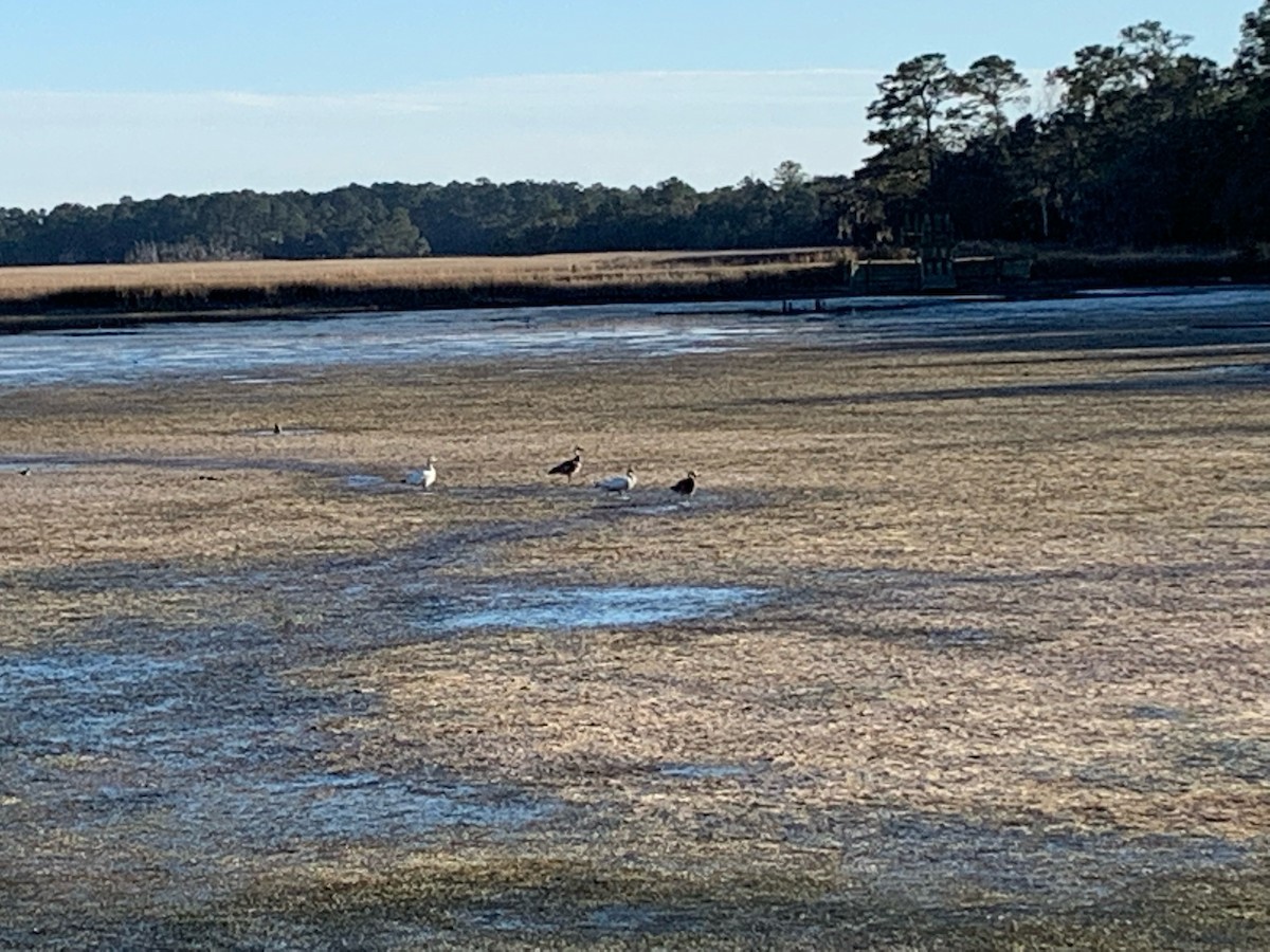 Snow Goose - ML420614941