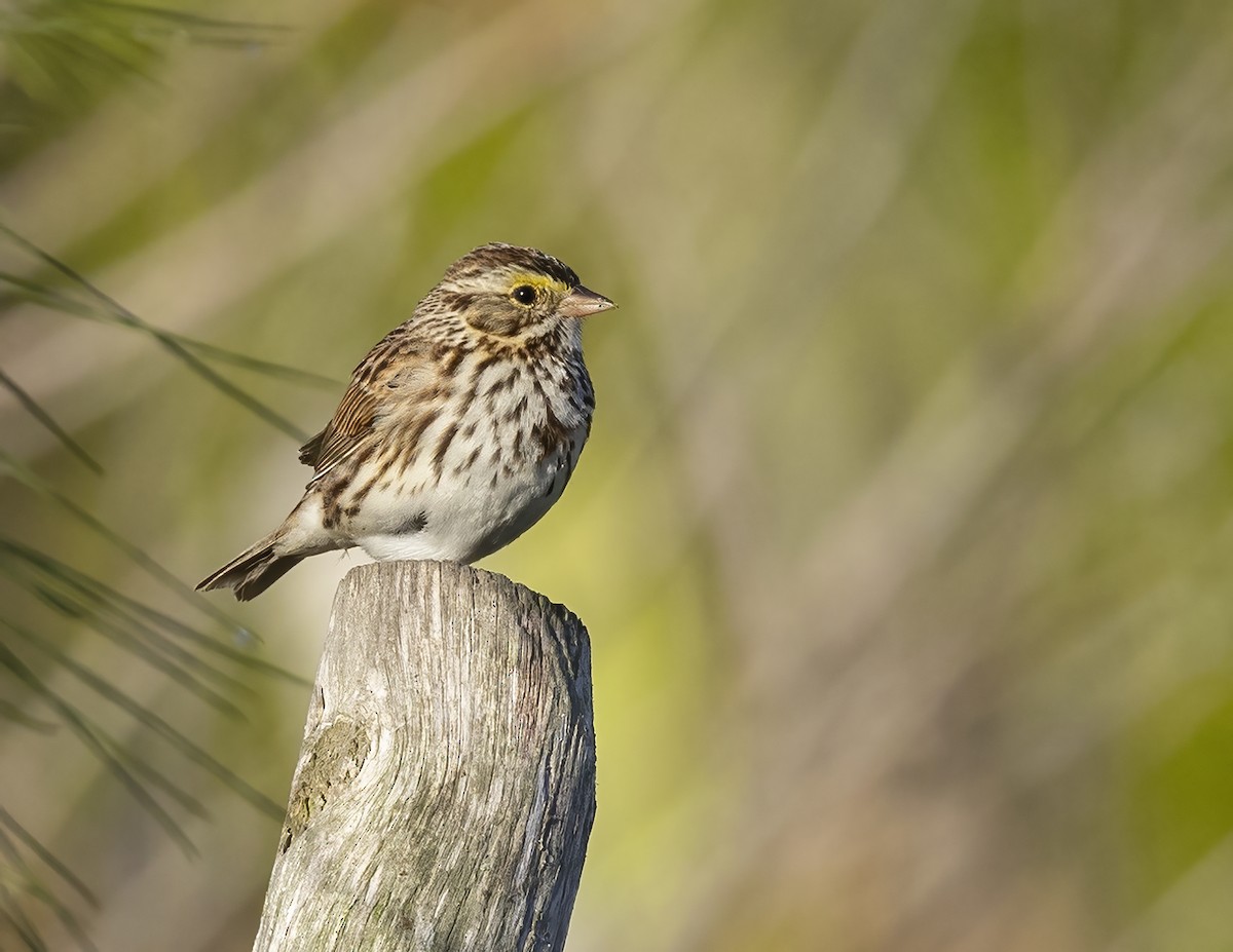 Savannah Sparrow - ML420615321