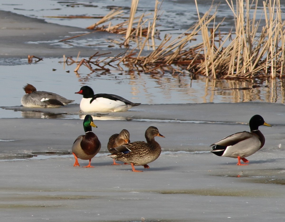 Mallard - David Wheeler