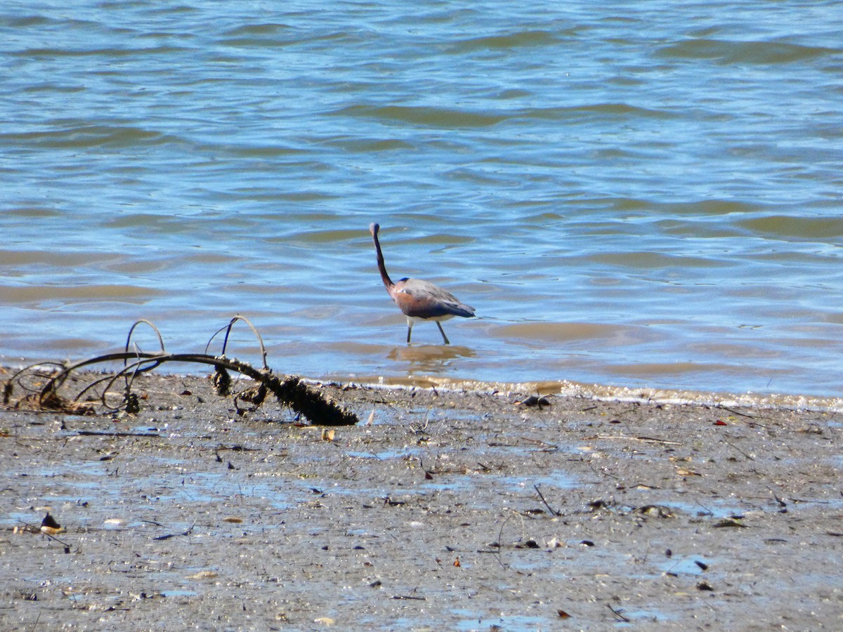 Tricolored Heron - ML420619911