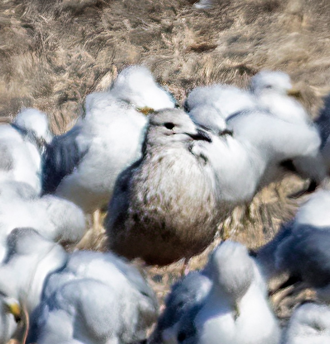 Gaviota Groenlandesa (thayeri) - ML420620191