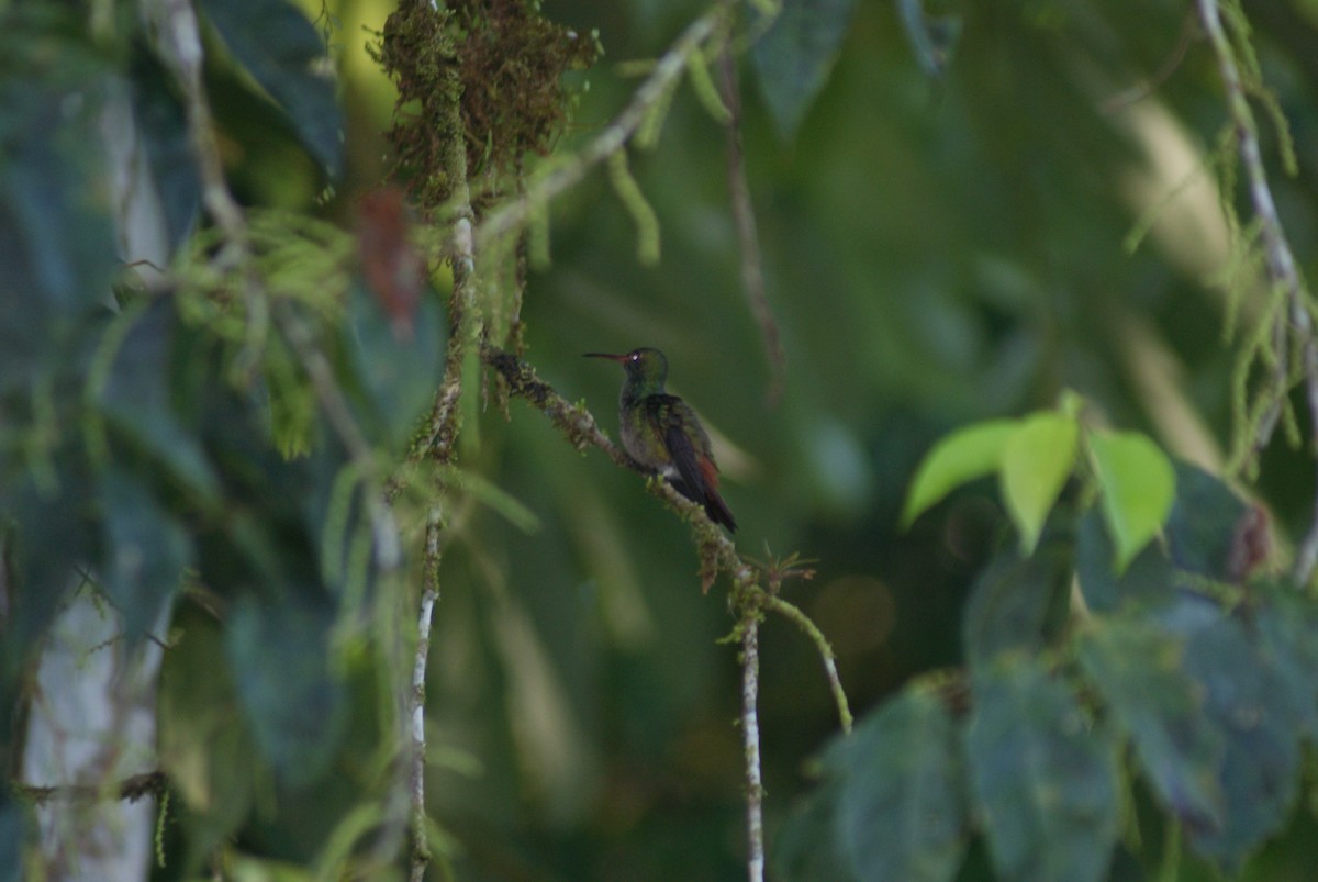 Rufous-tailed Hummingbird - Taylor Abbott