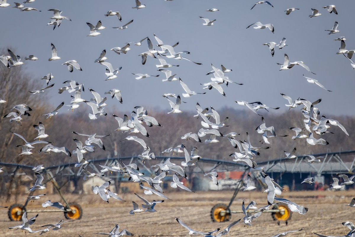 Ring-billed Gull - ML420620541