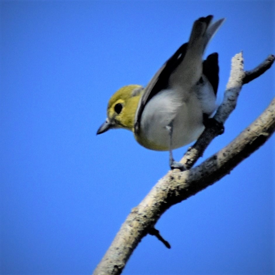 Yellow-throated Vireo - ML420620901