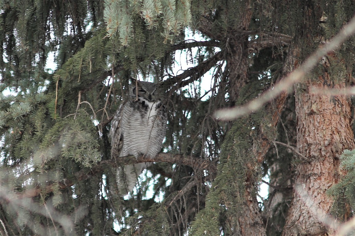 Great Horned Owl - LaDona Ahenda