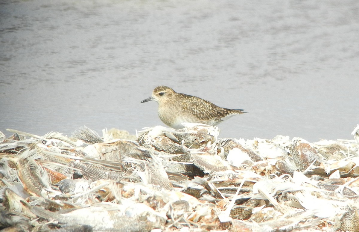 Chorlito Dorado Siberiano - ML420623871