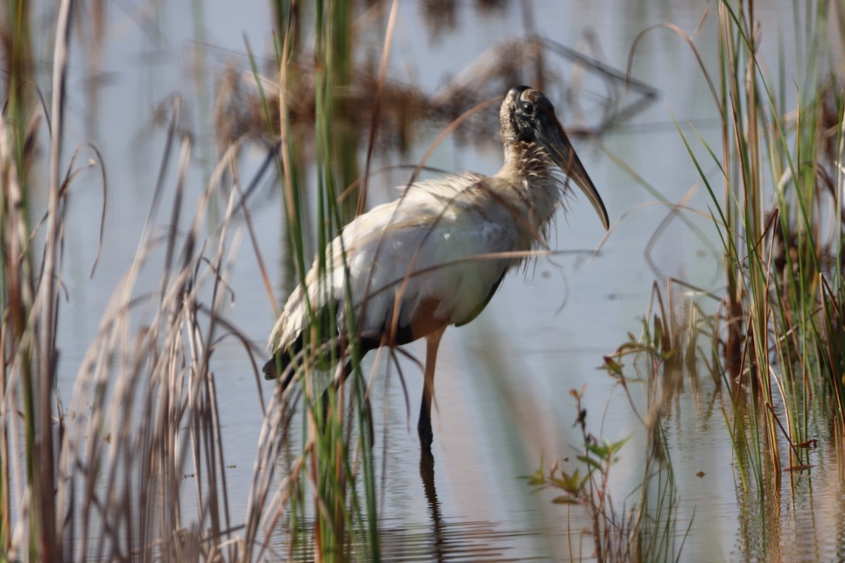 Wood Stork - ML420623931