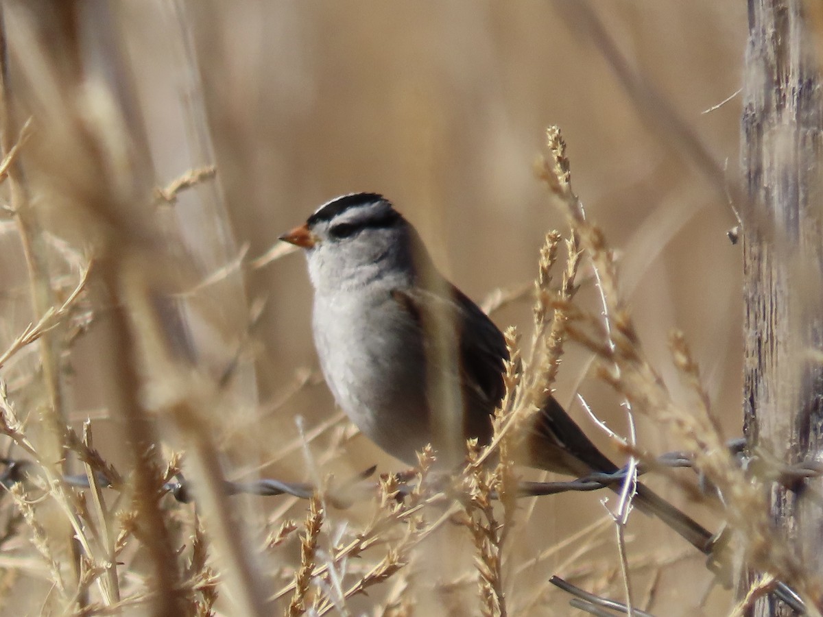 White-crowned Sparrow - ML420625321