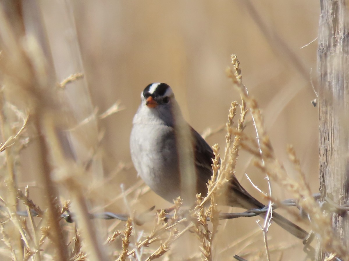 White-crowned Sparrow - ML420625331