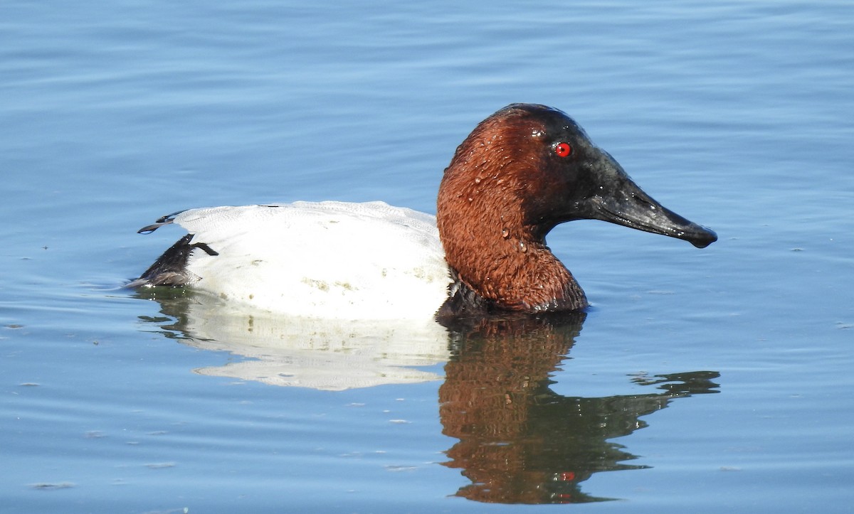 Canvasback - Anonymous