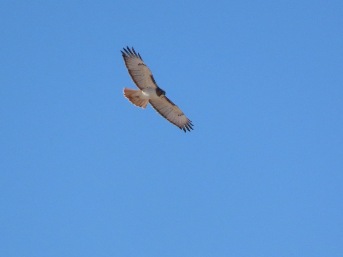 Zapelatz buztangorria - ML420625521