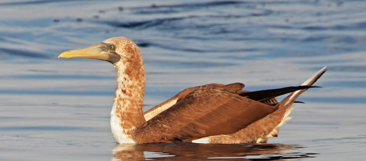 Nazca Booby - Steven Mlodinow