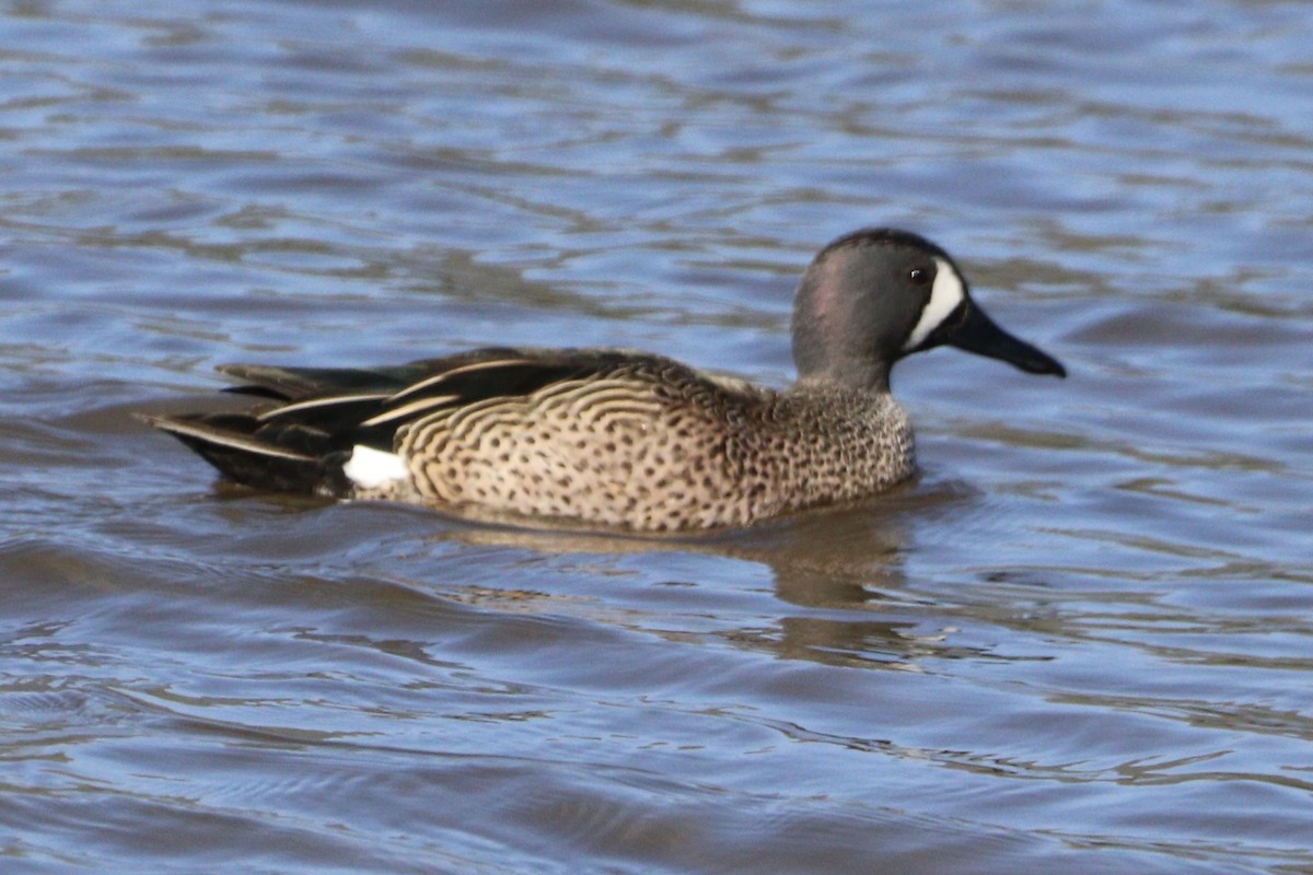 Blue-winged Teal - ML420627231