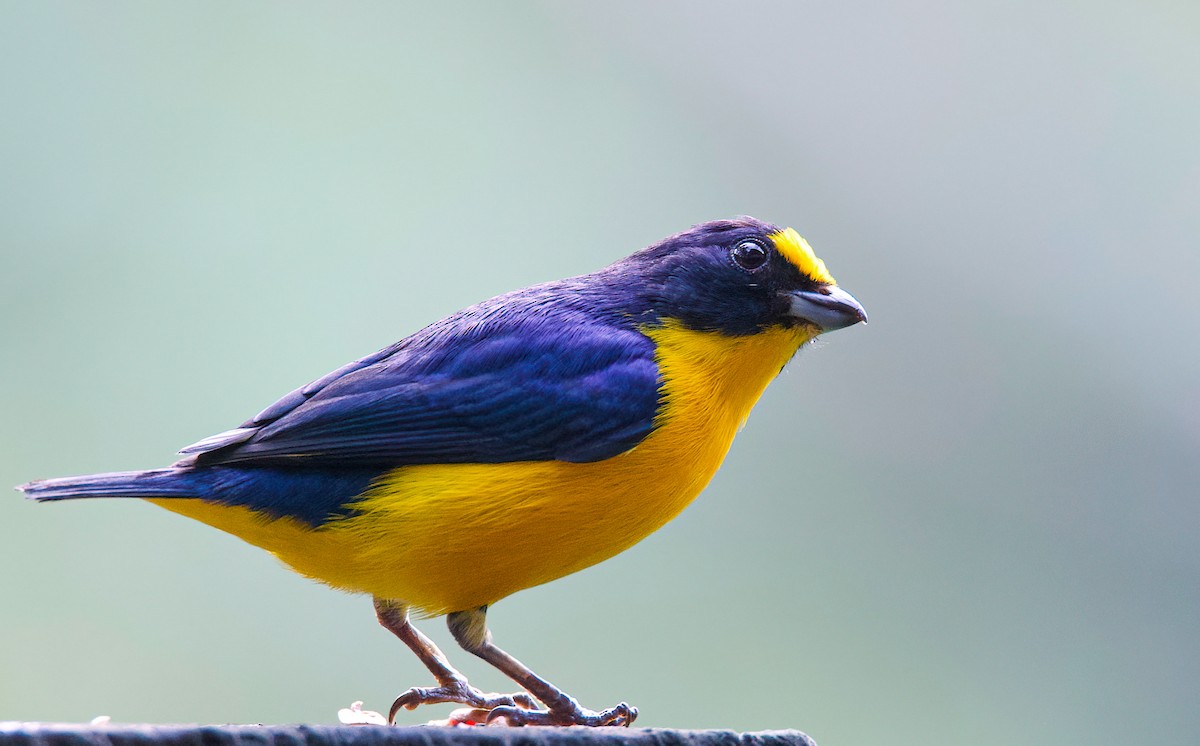 Yellow-throated Euphonia - Matt Mason