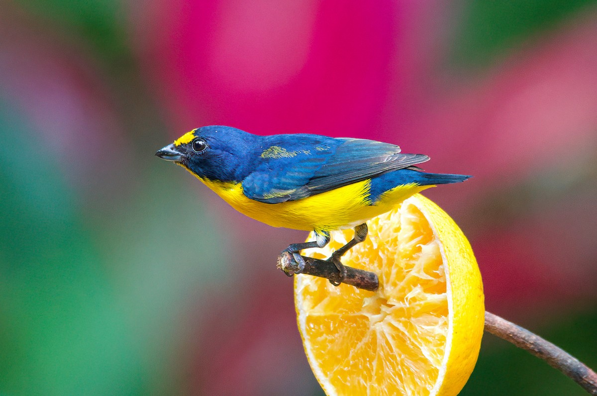 Yellow-throated Euphonia - ML420627421