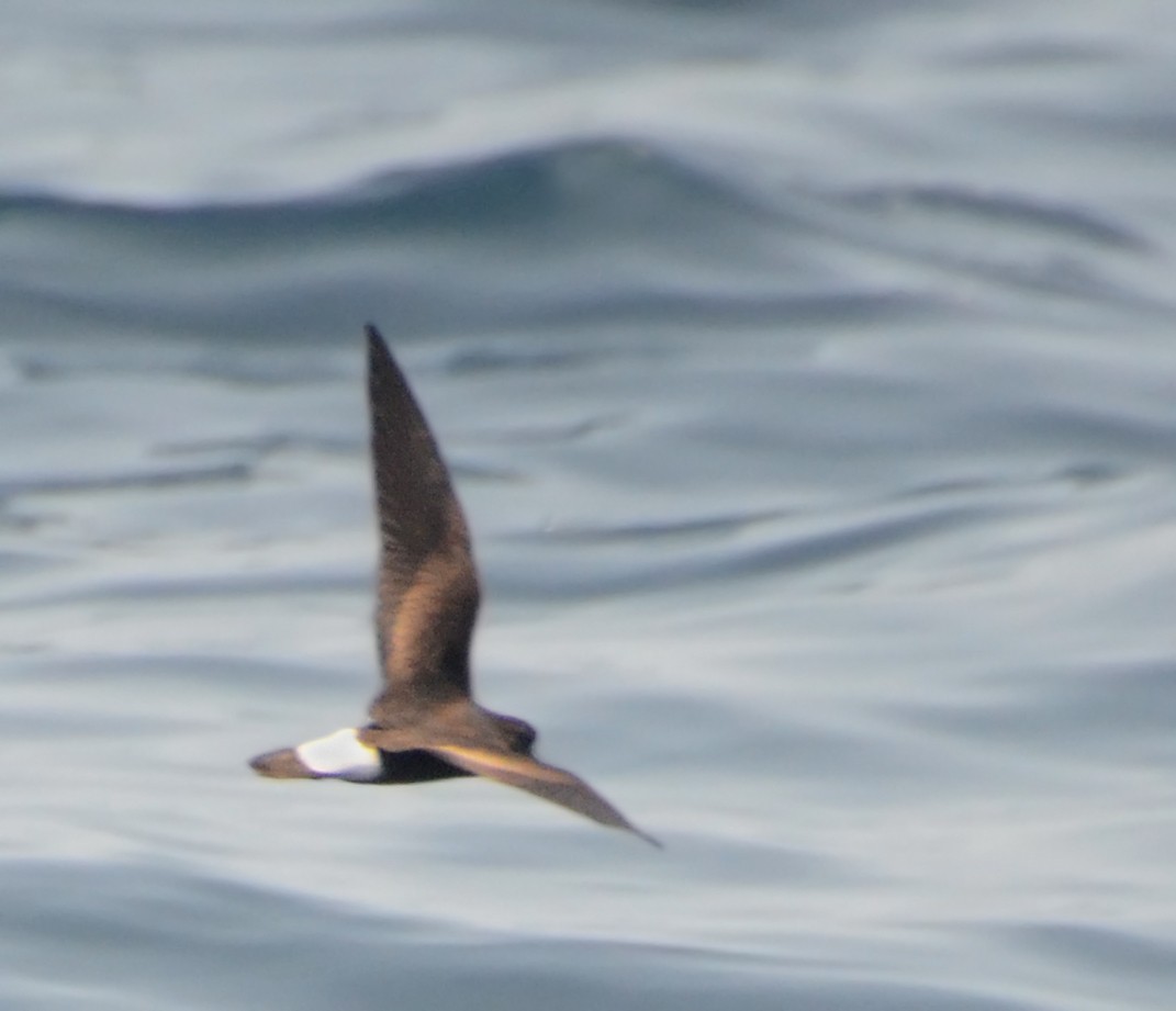 Wedge-rumped Storm-Petrel - ML42062761