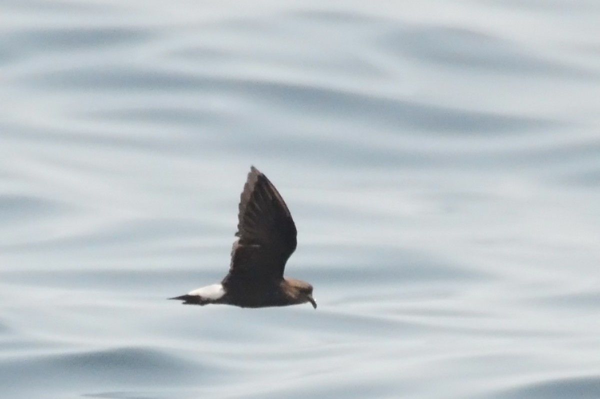 Wedge-rumped Storm-Petrel - ML42062771