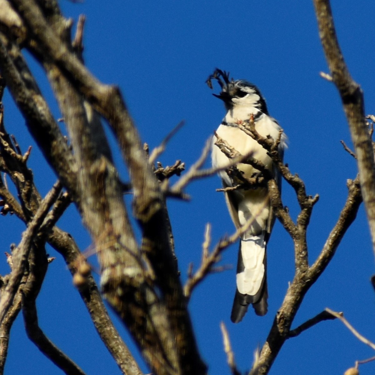 White-throated Magpie-Jay - ML420628021
