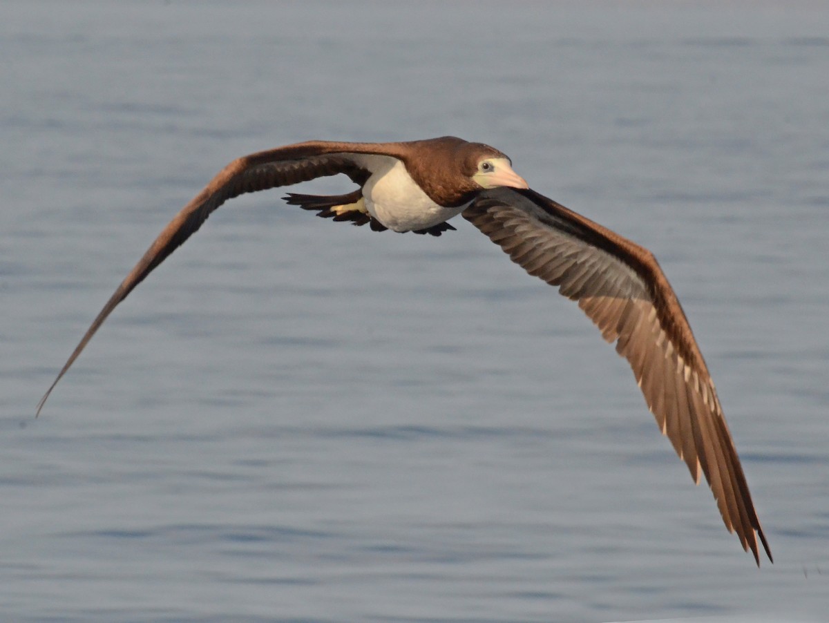 Brown Booby - Steven Mlodinow