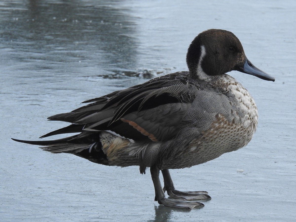 Northern Pintail - Dave HH