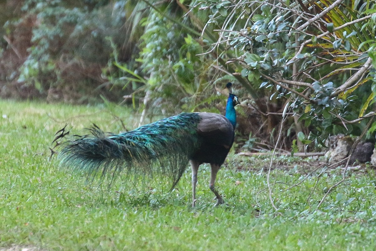 Indian Peafowl - Victor Stoll