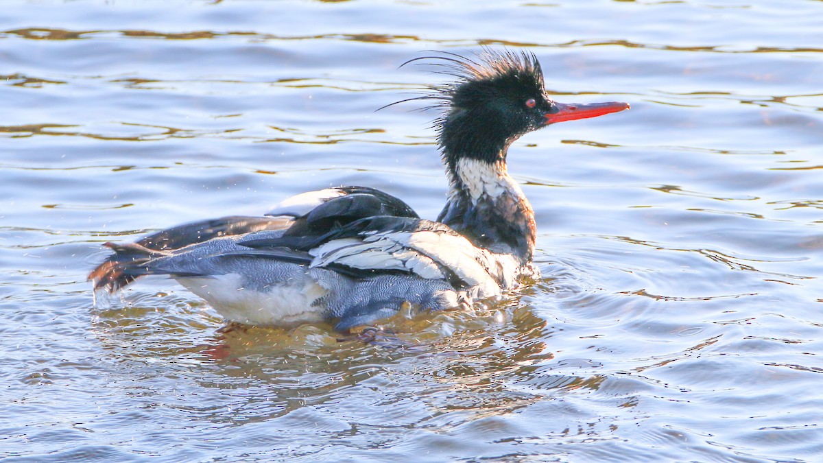 Red-breasted Merganser - ML420630191